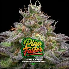 Gorilla Piña Faster (x2)
